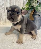 French Bulldog