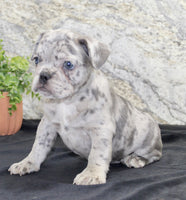French Bulldog 
