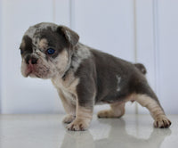 French Bulldog