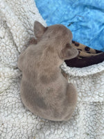 French Bulldog