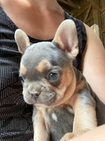 French Bulldog 