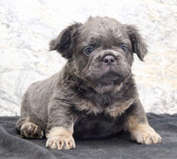 Fluffy French Bulldog
