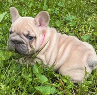 French Bulldog
