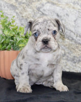 French Bulldog 