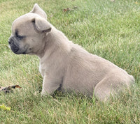 French Bulldog