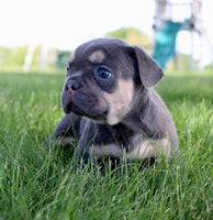 French Bulldog