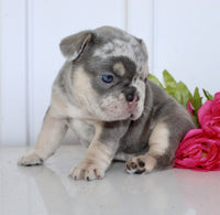 French Bulldog
