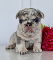 French Bulldog