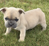 French Bulldog