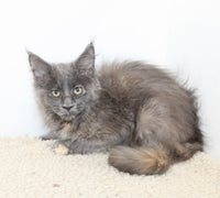 Maine Coon