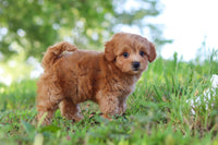 Maltipoo