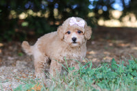 Maltipoo 