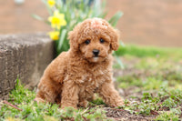 Maltipoo
