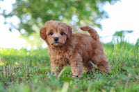 Maltipoo