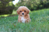 Maltipoo