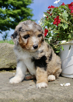 Mini Aussiepoo