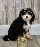 Mini Bernedoodle