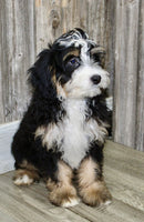 Mini Bernedoodle