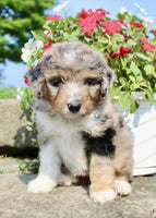 Mini Aussiepoo