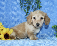 Mini Dachshund