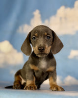 Mini Dachshund