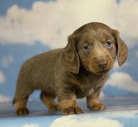  Mini Dachshund