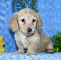 Mini Dachshund