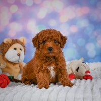 Mini Goldendoodle