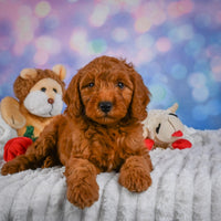 Mini Goldendoodle