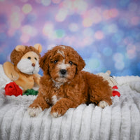 Mini Goldendoodle