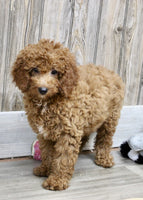 Mini Goldendoodle