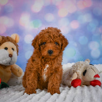 Mini Goldendoodle
