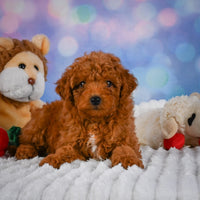 Mini Goldendoodle