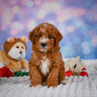 Mini Goldendoodle