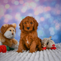 Mini Goldendoodle