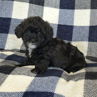  Mini Poodle