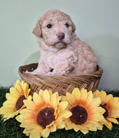 Mini Poodle