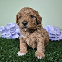 Mini Poodle