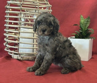  Mini Poodle