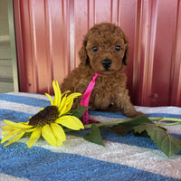 Mini Poodle