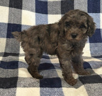  Mini Poodle