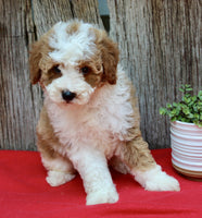 Mini Poodle