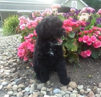 Mini Poodle