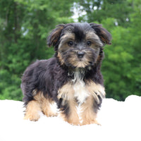 Morkie