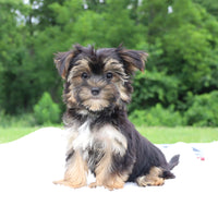 Morkie