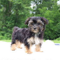 Morkie
