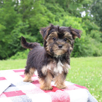 Morkie