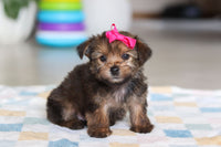 Morkie