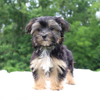 Morkie