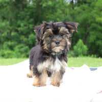 Morkie